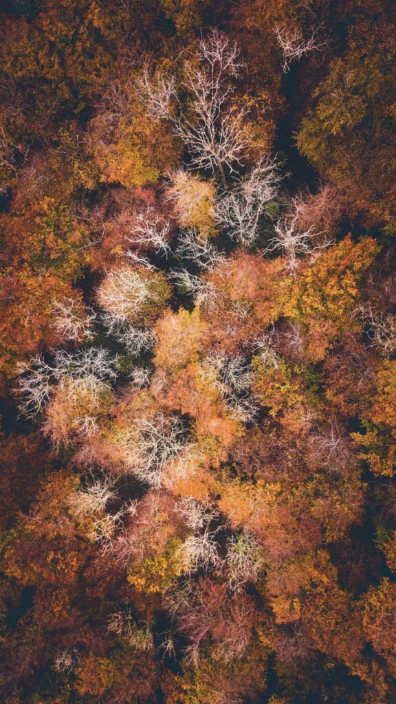 Vue aérienne d'une forêt en automne. Arbres aux feuilles rouges, oranges et jaunes côtoient des arbres dénudés aux branches blanches.